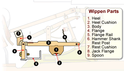 The Wippen